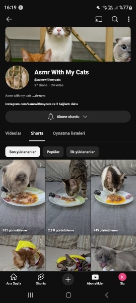 Scottish Fold, Kedi  Tombul yanak fotoğrafı