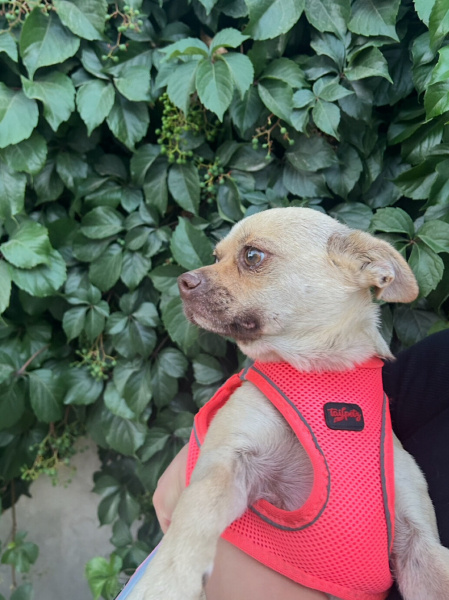 Chihuahua, Köpek  Luna fotoğrafı
