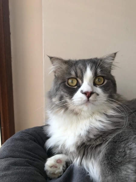 British Longhair, Kedi  Bulut fotoğrafı