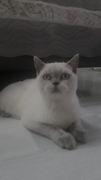 British Shorthair, Kedi  Mia fotoğrafı