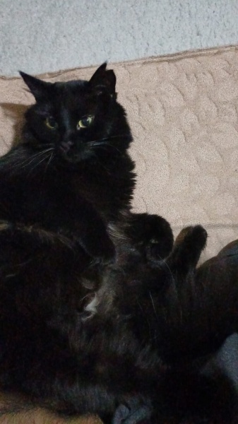 Tiffany/Chantilly, Kedi  Karam fotoğrafı