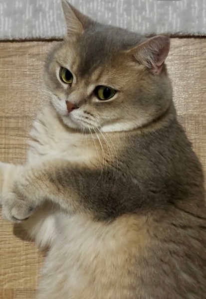 British Shorthair, Kedi  Duman fotoğrafı