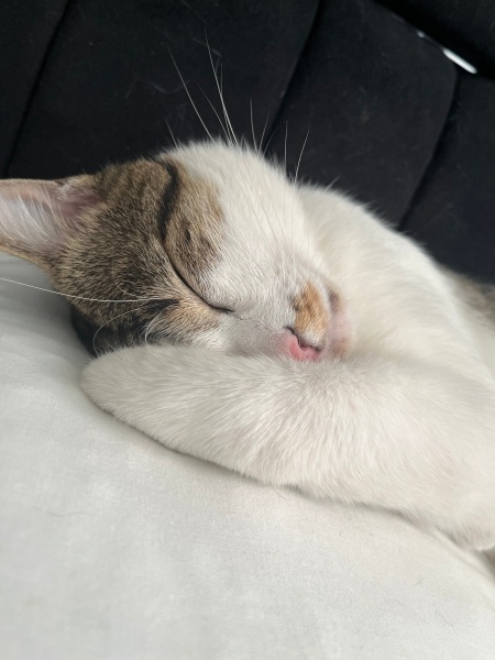 Tekir Kedi, Kedi  Pilav Kuru fotoğrafı