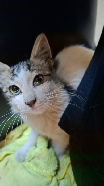 Tekir Kedi, Kedi  ÖKSÜZ fotoğrafı