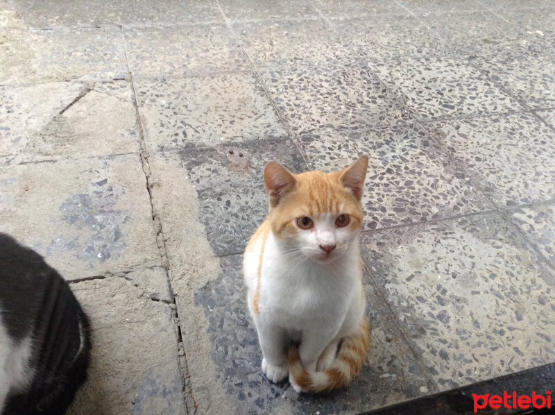 Tekir Kedi, Kedi  güneş fotoğrafı