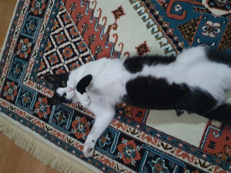 Tekir Kedi, Kedi  şanlı fotoğrafı