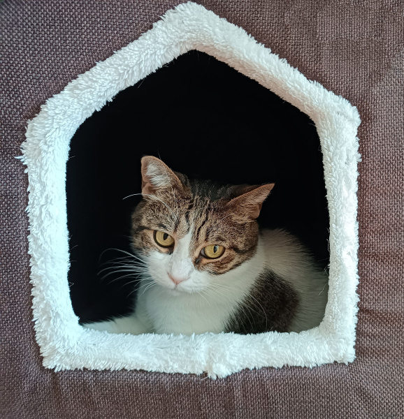 Tekir Kedi, Kedi  Arsız fotoğrafı