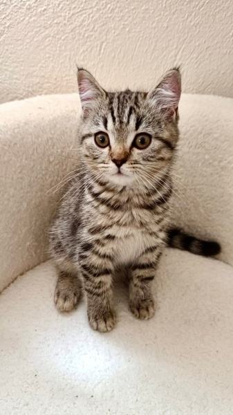 British Shorthair, Kedi  Bıcır fotoğrafı
