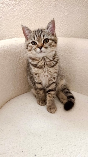 British Shorthair, Kedi  Lina fotoğrafı