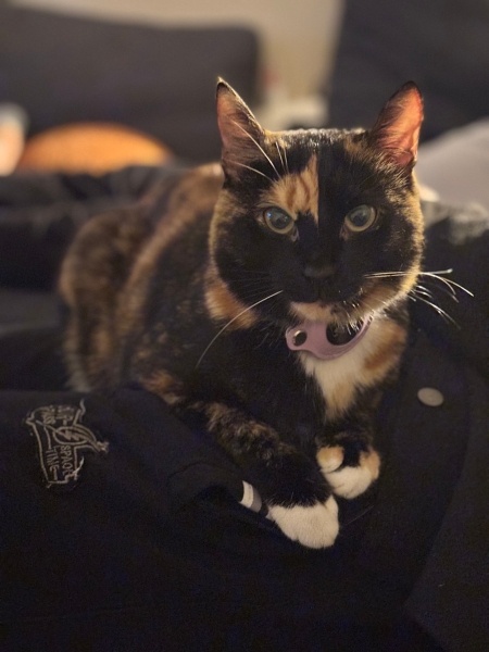 Tekir Kedi, Kedi  Pare fotoğrafı