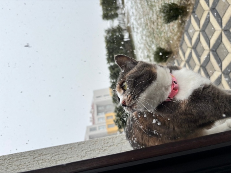 Tekir Kedi, Kedi  Lokum fotoğrafı