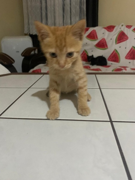 Tekir Kedi, Kedi  SU AN YOK fotoğrafı