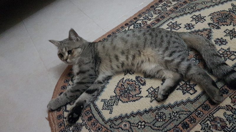 British Shorthair, Kedi  Venüs fotoğrafı