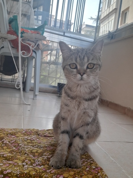 British Shorthair, Kedi  Venüs fotoğrafı