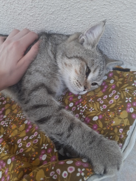British Shorthair, Kedi  Venüs fotoğrafı