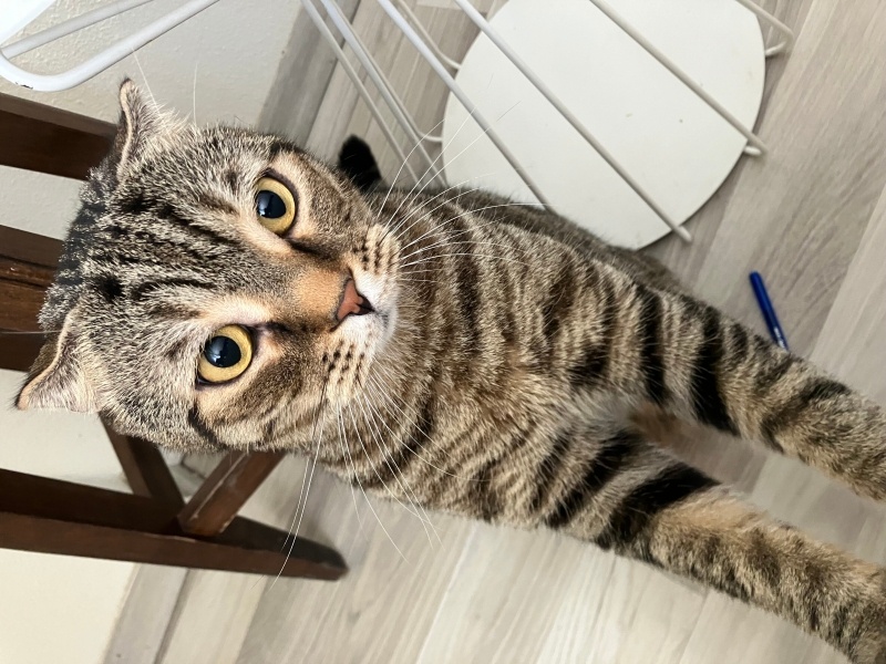 Scottish Fold, Kedi  Behlül fotoğrafı