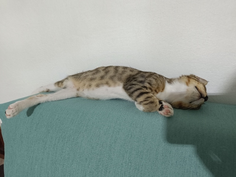 Tekir Kedi, Kedi  Taner fotoğrafı