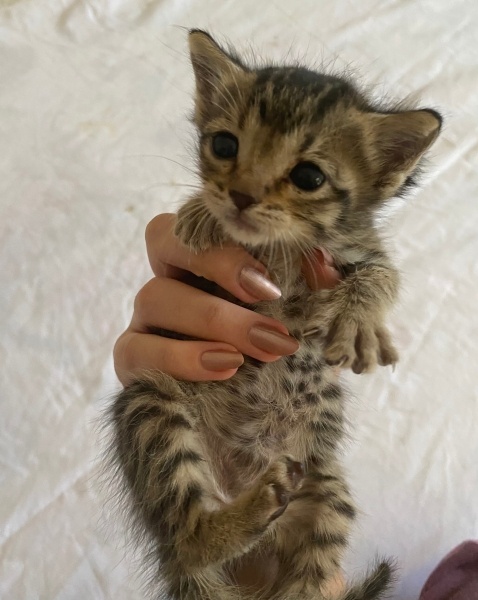 Tekir Kedi, Kedi  Umut fotoğrafı