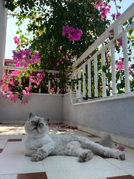 Chinchilla, Kedi  Coffee fotoğrafı