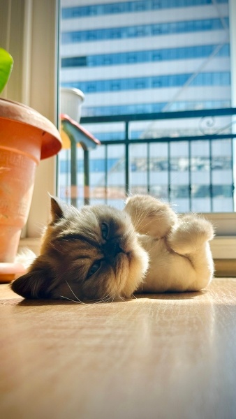 Chinchilla, Kedi  Coffee fotoğrafı