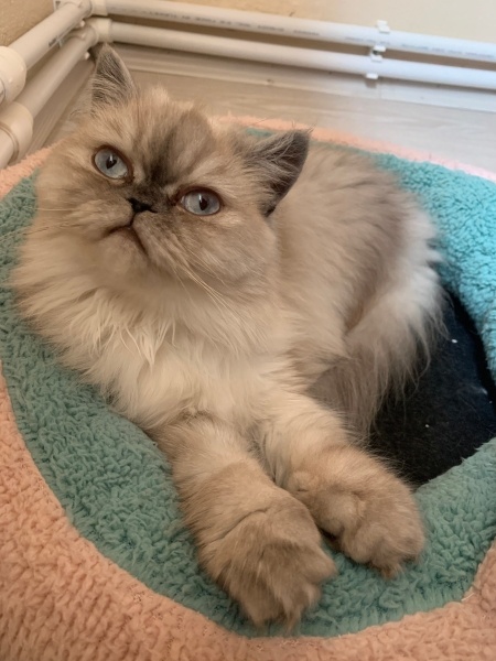 Chinchilla, Kedi  Coffee fotoğrafı