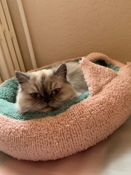 Chinchilla, Kedi  Coffee fotoğrafı