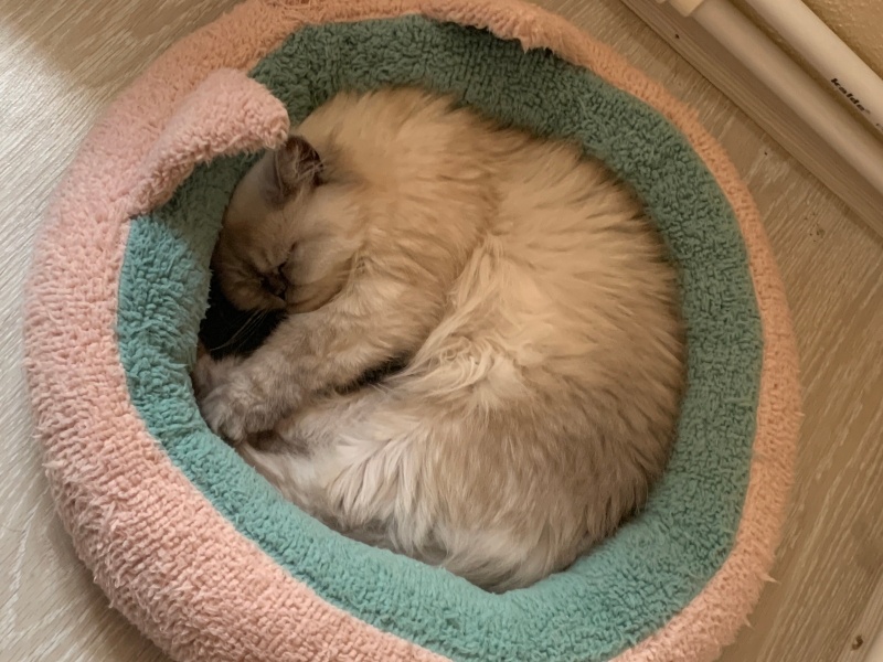 Chinchilla, Kedi  Coffee fotoğrafı