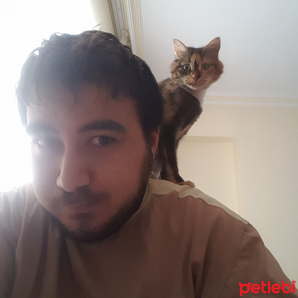 Tekir Kedi, Kedi  Feridun fotoğrafı