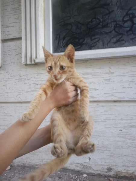 Tekir Kedi, Kedi  Şanslı fotoğrafı