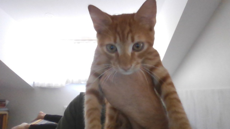 Tekir Kedi, Kedi  Mustafa fotoğrafı