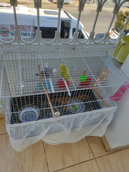 Muhabbet Kuşu, Kuş  Muhabbet kuşu fotoğrafı