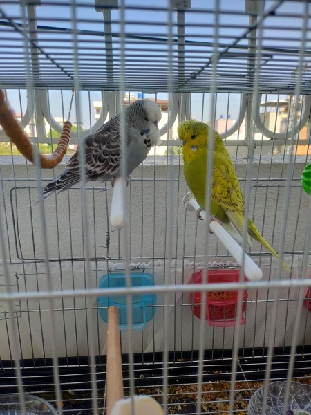 Muhabbet Kuşu, Kuş  Muhabbet kuşu fotoğrafı