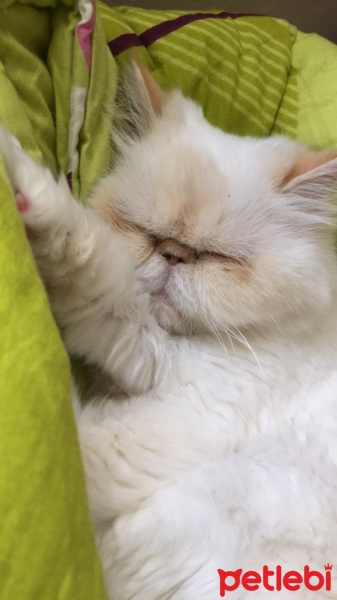 İran Kedisi (Persian), Kedi  Sütlaç fotoğrafı