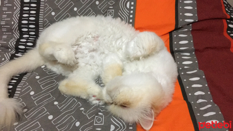 İran Kedisi (Persian), Kedi  Sütlaç fotoğrafı