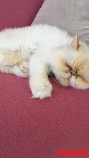 İran Kedisi (Persian), Kedi  Sütlaç fotoğrafı