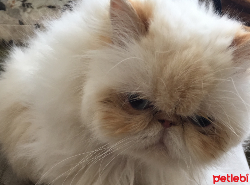 İran Kedisi (Persian), Kedi  Sütlaç fotoğrafı