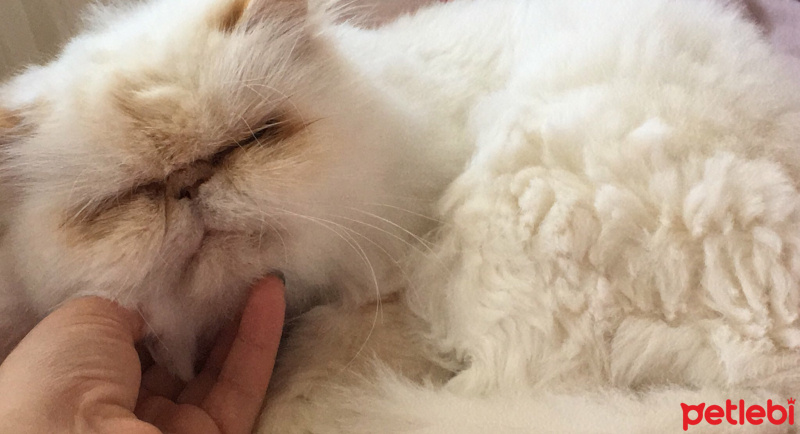 İran Kedisi (Persian), Kedi  Sütlaç fotoğrafı