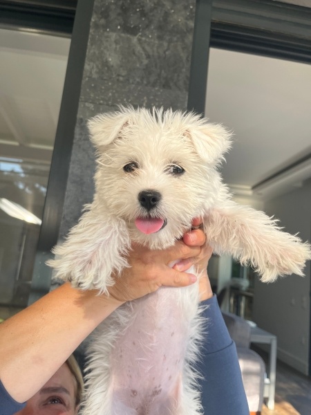 Maltese, Köpek  Luna fotoğrafı
