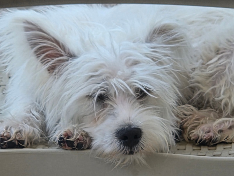 Maltese, Köpek  Luna fotoğrafı