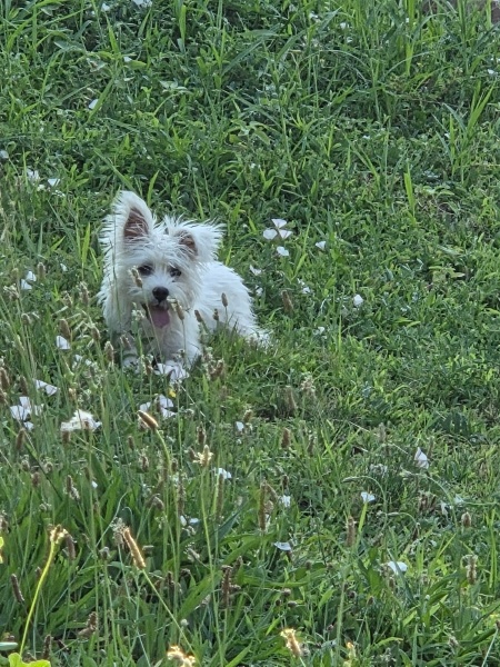 Maltese, Köpek  Luna fotoğrafı