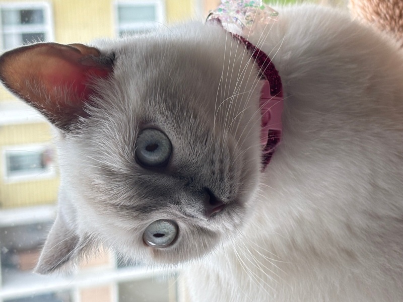 British Shorthair, Kedi  Gofret fotoğrafı