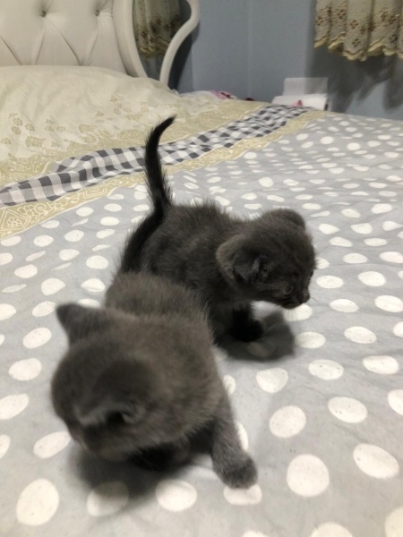 British Longhair, Kedi  Şakir fotoğrafı