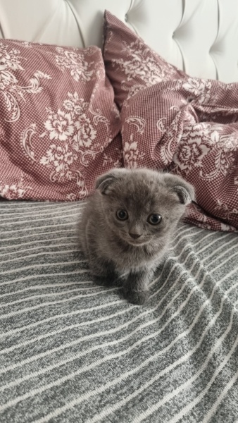 British Longhair, Kedi  Şakir fotoğrafı
