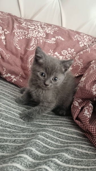 British Longhair, Kedi  Şakir fotoğrafı