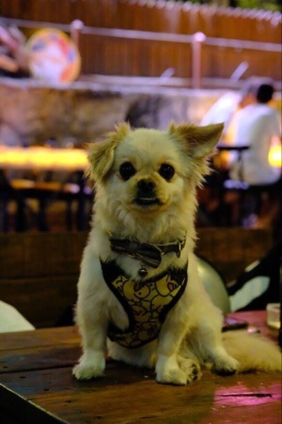 Pekingese, Köpek  Pier fotoğrafı