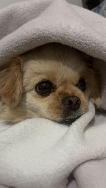 Pekingese, Köpek  Pier fotoğrafı