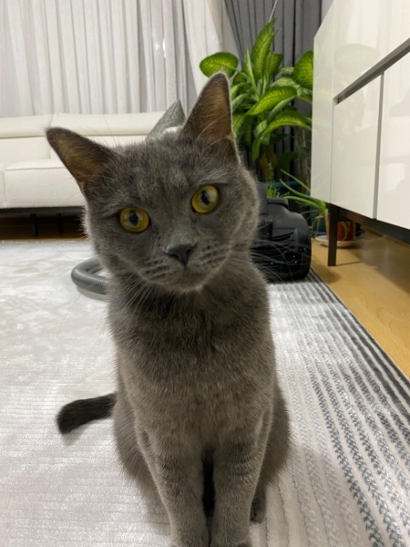 British Shorthair, Kedi  Bilinmiyor fotoğrafı