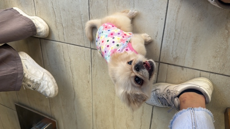 Pekingese, Köpek  zara fotoğrafı