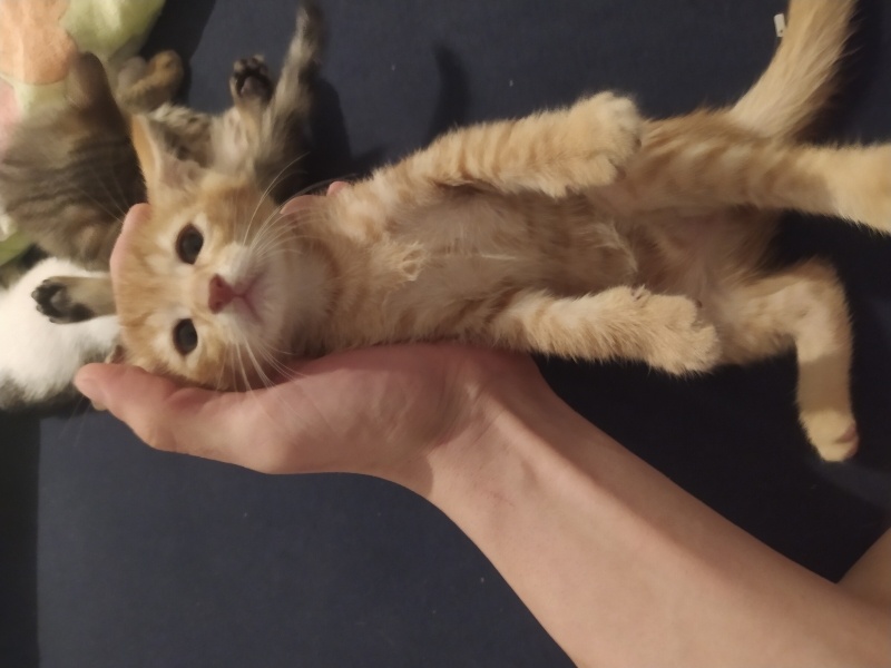 Tekir Kedi, Kedi  İsimsiz fotoğrafı