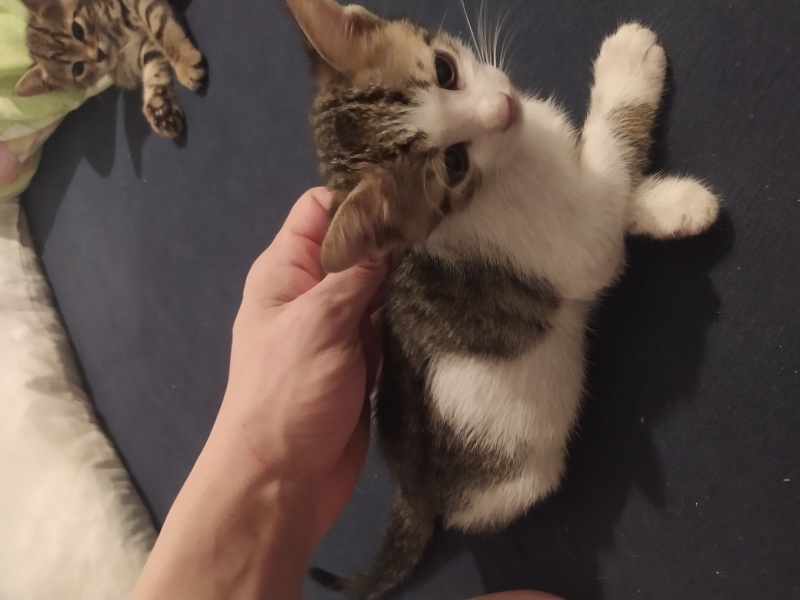 Tekir Kedi, Kedi  İsimsiz fotoğrafı